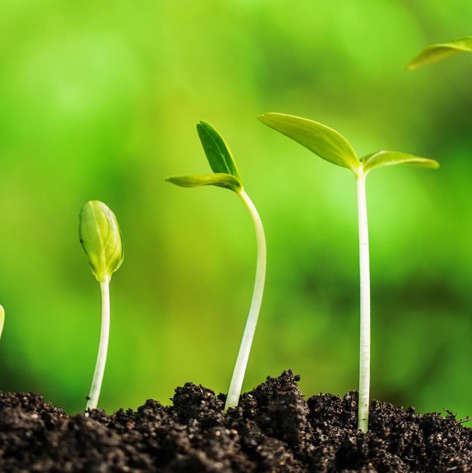 Brotes de plantas creciendo